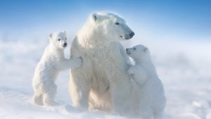 isbjørnemoder med 2 unger i sneen