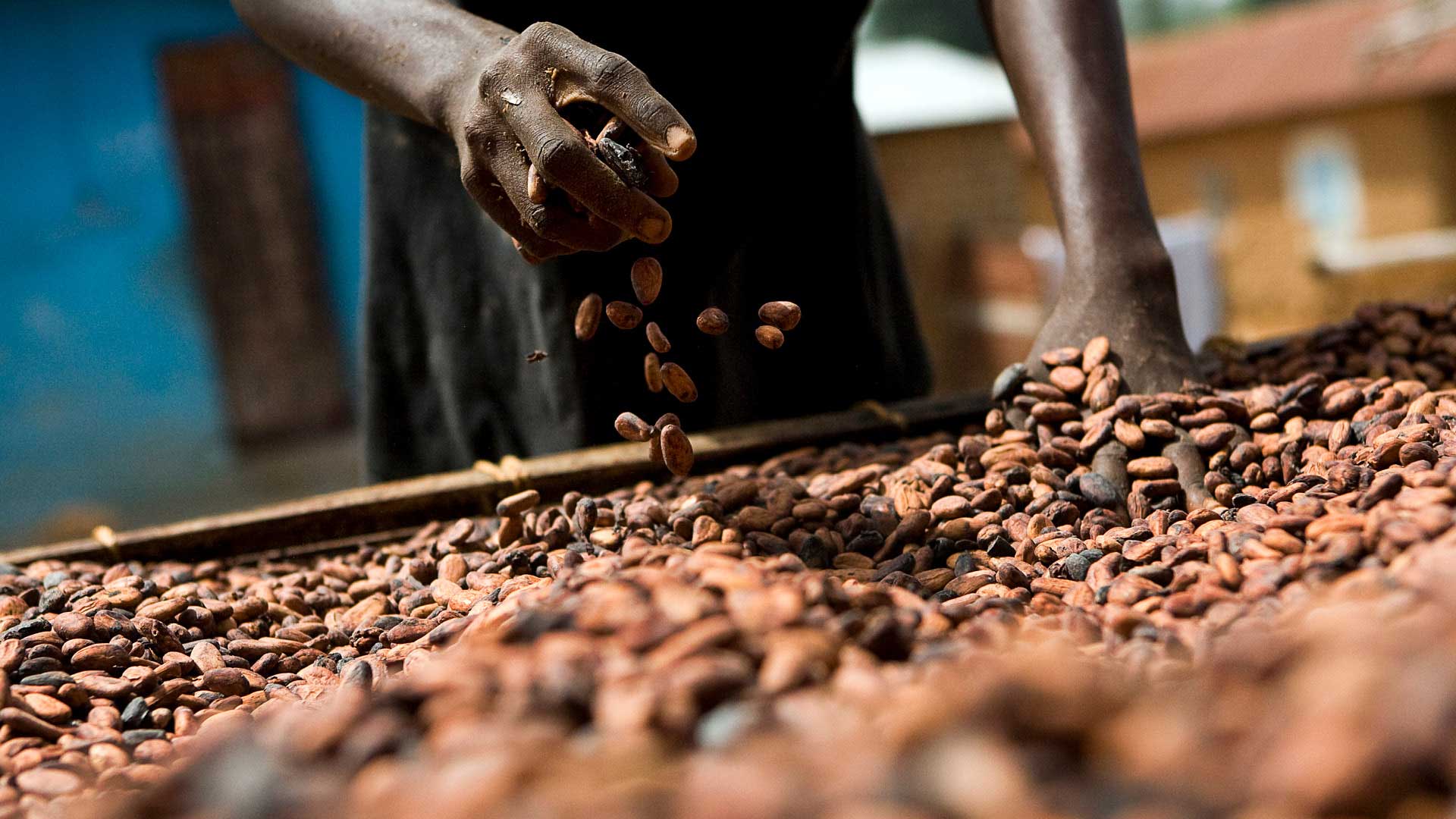 kakaobønde roder i kakaobønner med sløret baggrund