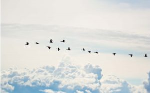 fugle på træk ovenover skynivnau på en ellers blå himmel