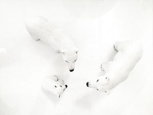 To isbjørne og deres unge og en masse sne set fra oven.
